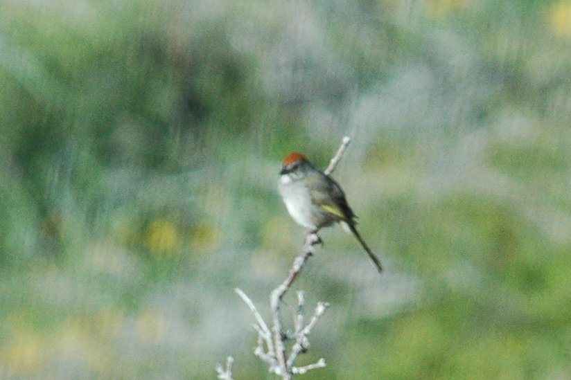 Towhee, Green-tailed, 2005-061628912 Mesa Verde NP, CO.JPG